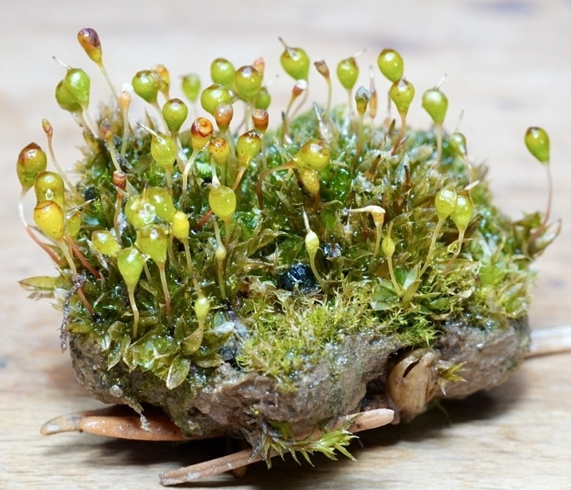 Entosthodon Moss photo 6