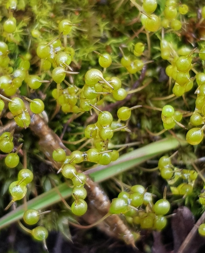 Entosthodon Moss photo 7