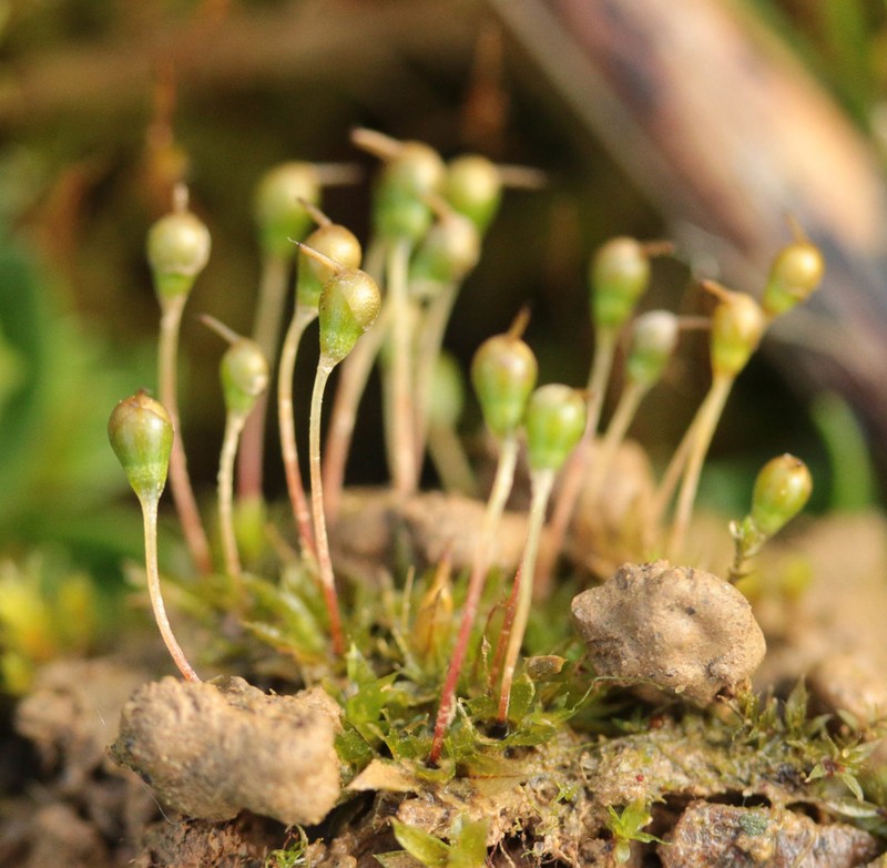 Entosthodon Moss photo 8