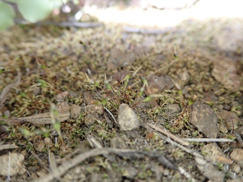 Entosthodon Moss