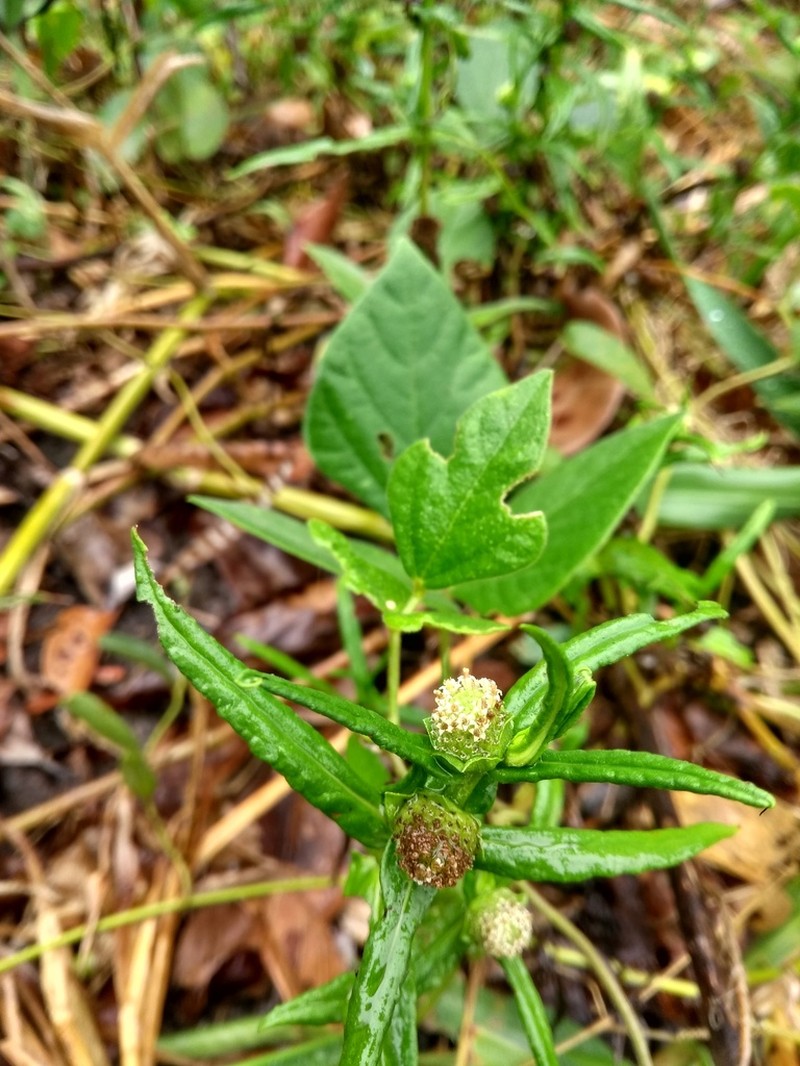 Enydra radicans