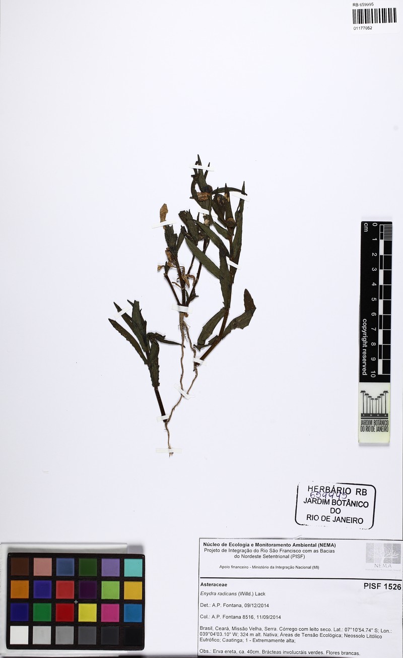 Enydra radicans photo 2