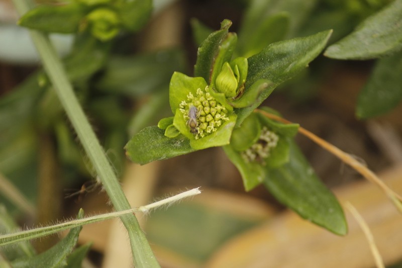 Enydra sessilifolia