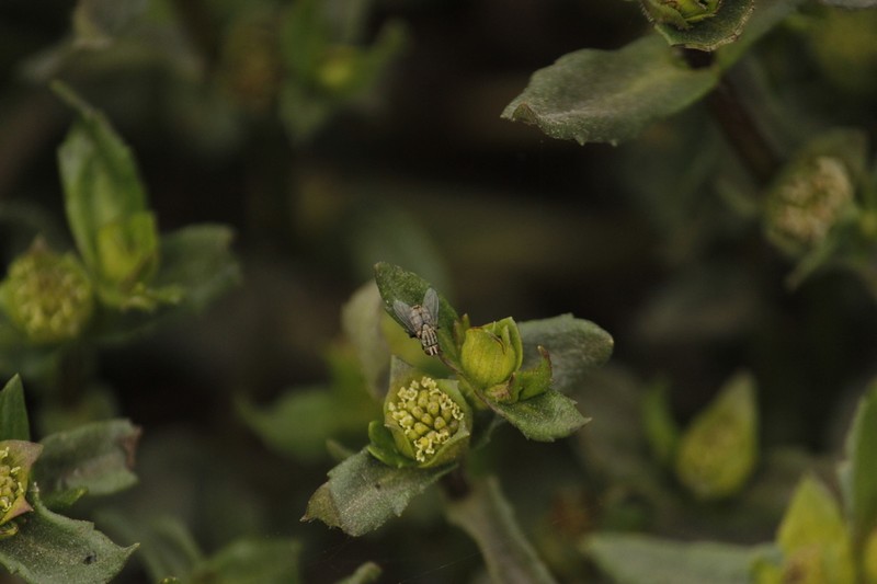 Enydra sessilifolia photo 2