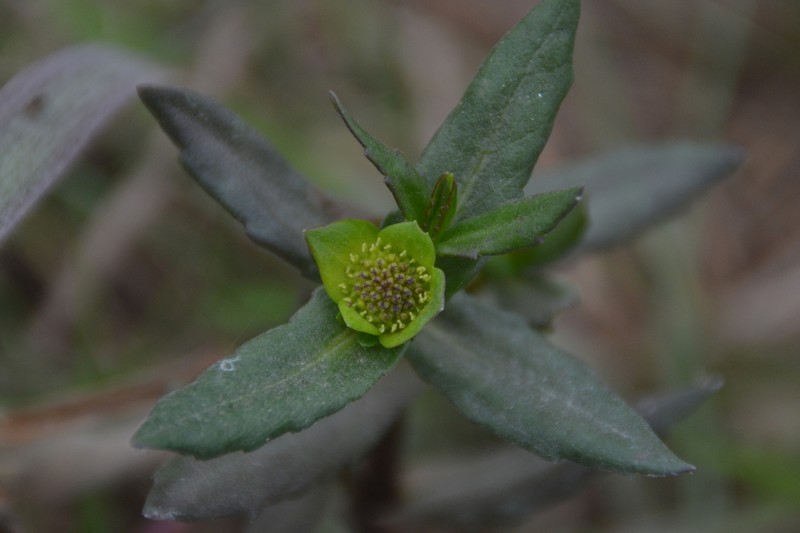 Enydra sessilifolia photo 3