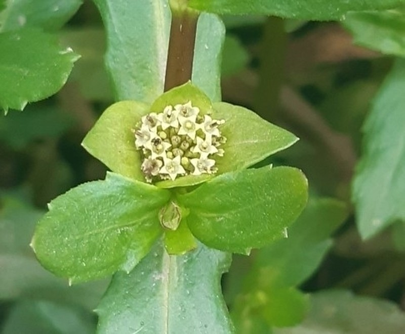 Enydra sessilifolia photo 4