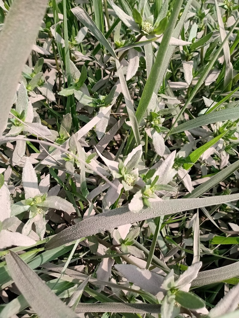 Enydra sessilifolia photo 5