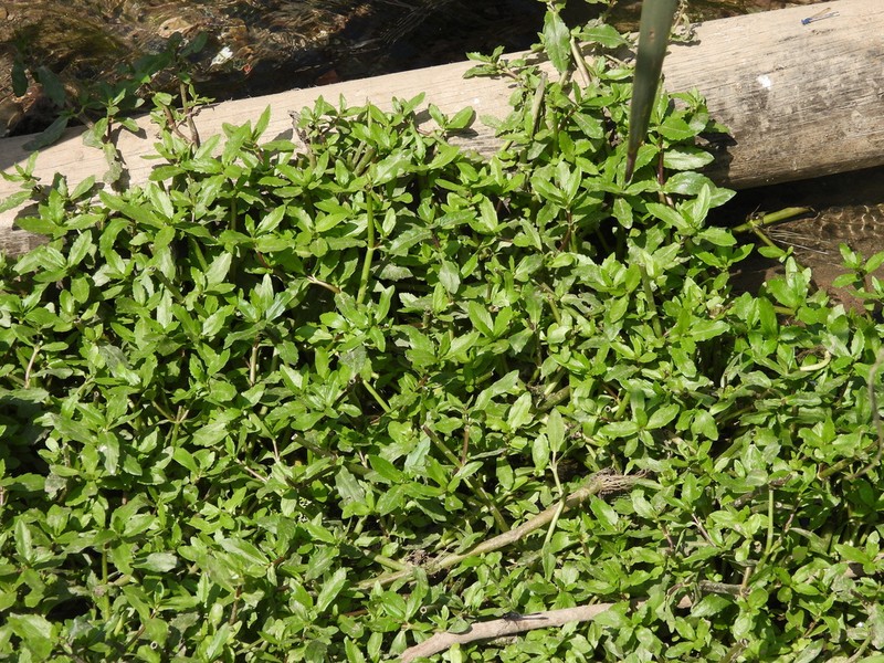 Enydra sessilifolia photo 6