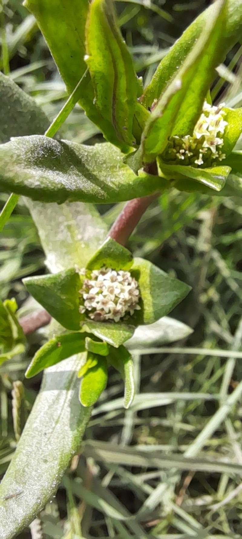 Enydra sessilifolia photo 7