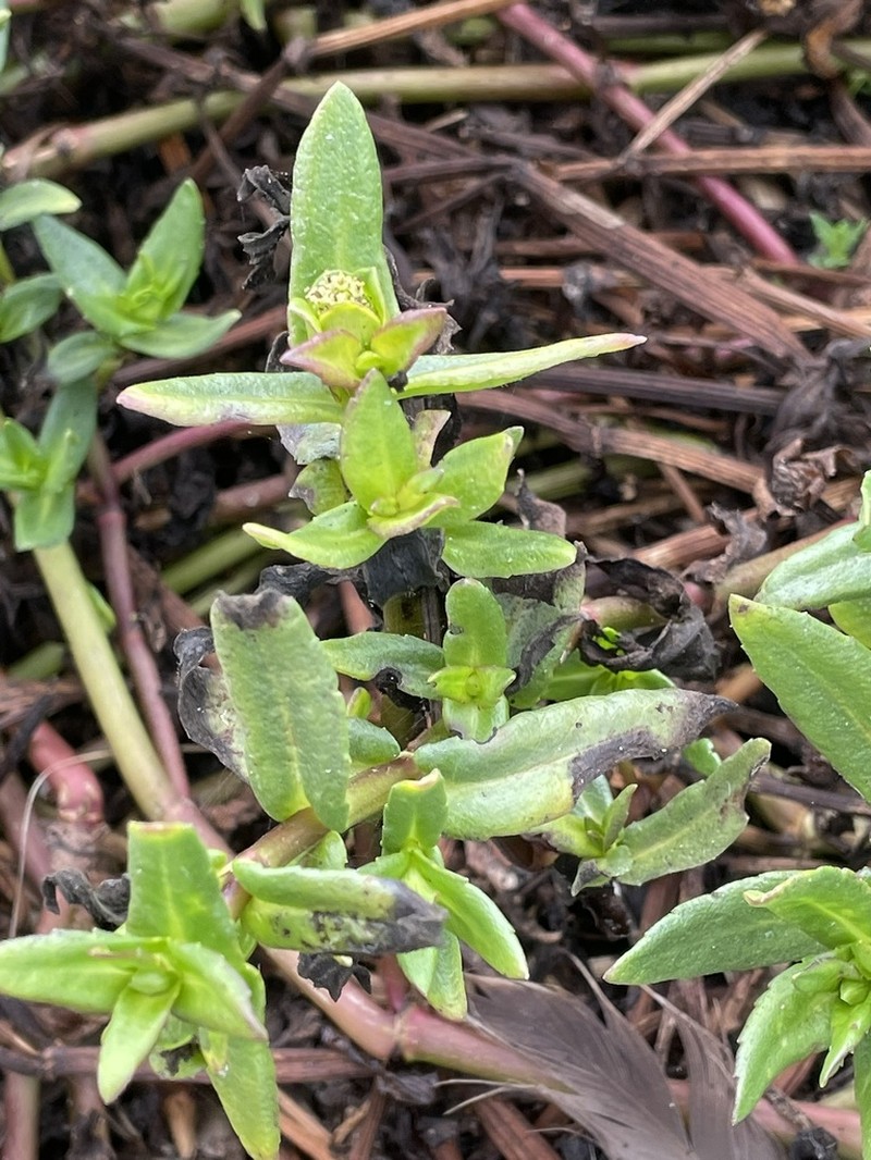Enydra sessilifolia photo 8