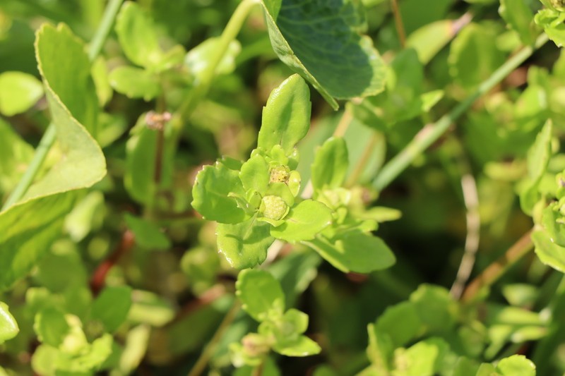 Smallray Swampwort