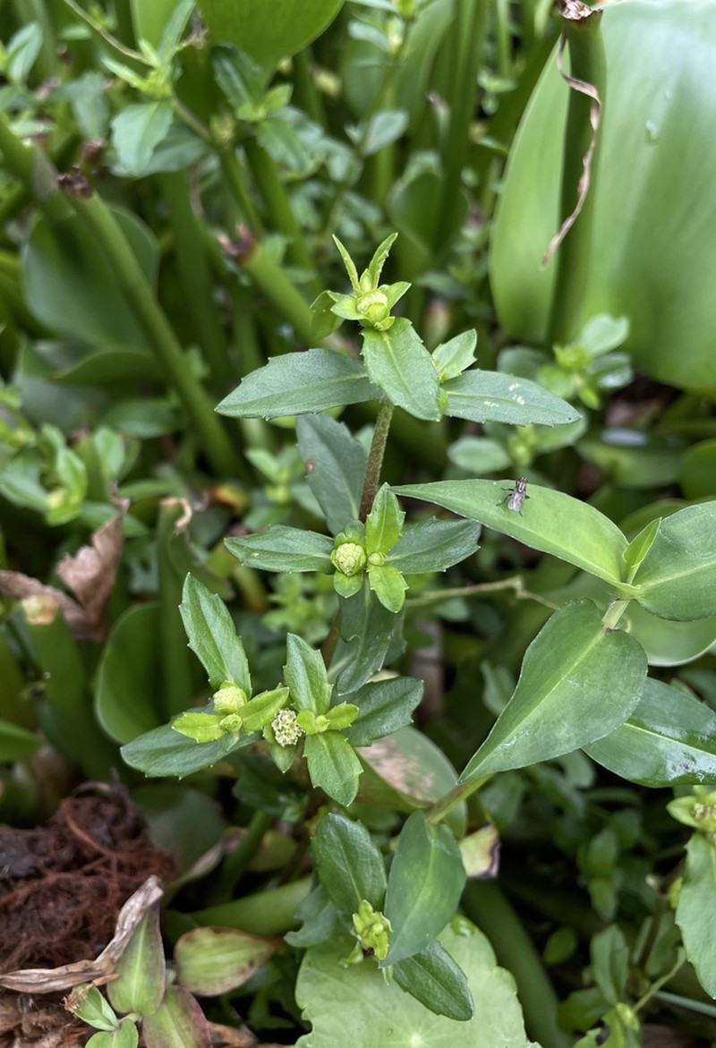 Smallray Swampwort photo 2
