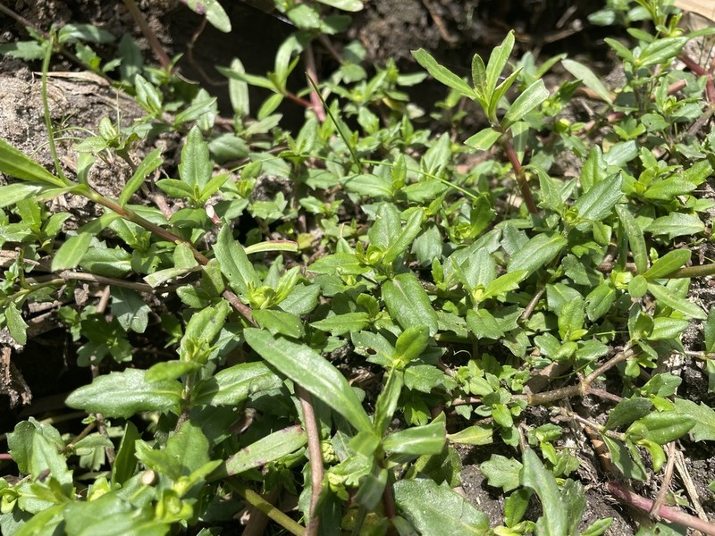 Smallray Swampwort photo 3