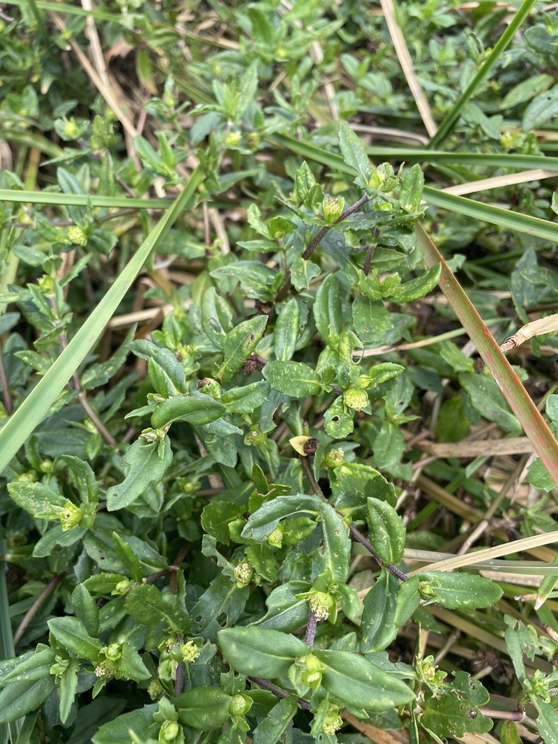Smallray Swampwort photo 4