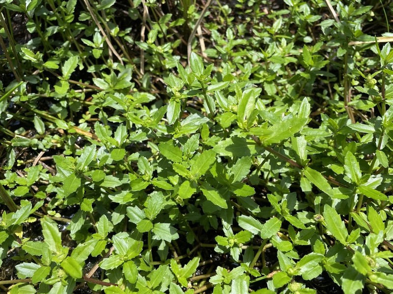 Smallray Swampwort photo 5