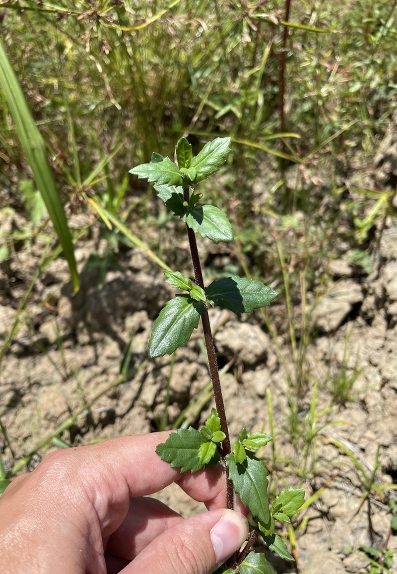 Smallray Swampwort photo 6