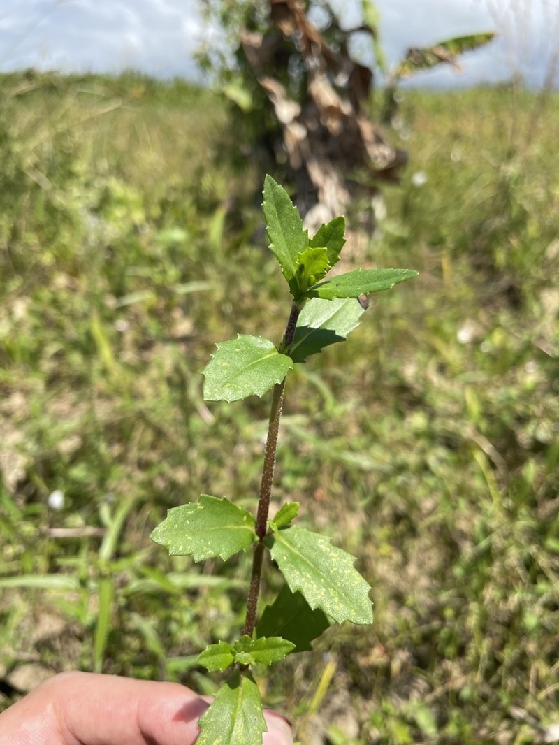 Smallray Swampwort photo 7