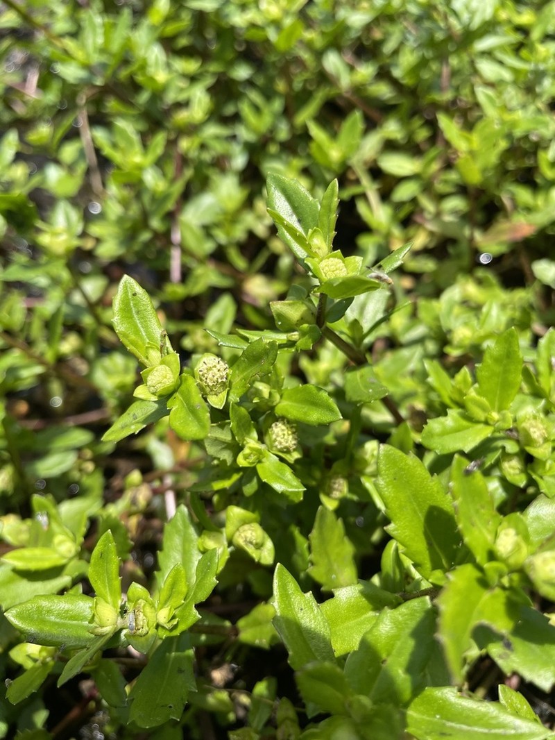 Smallray Swampwort photo 8