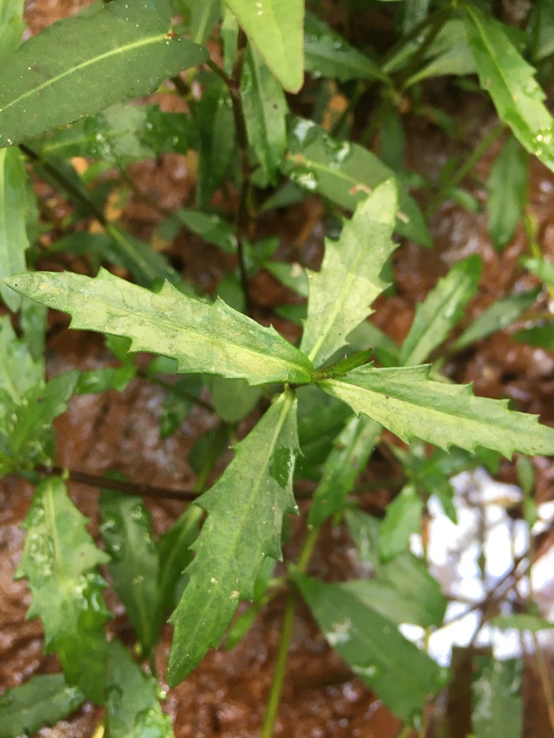Enydra woollsii