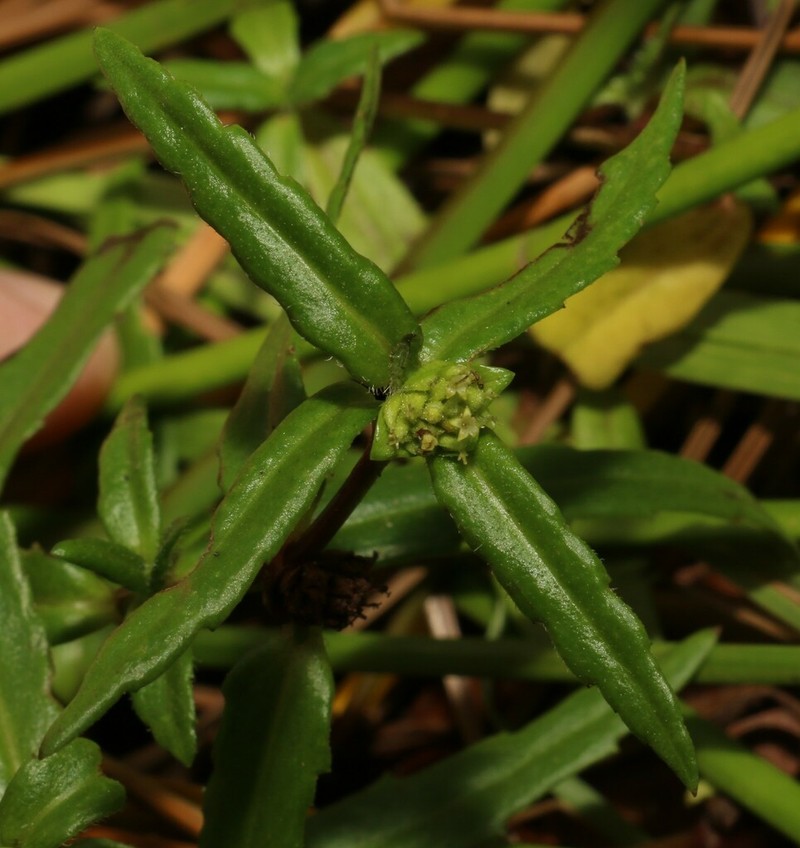 Enydra woollsii photo 3