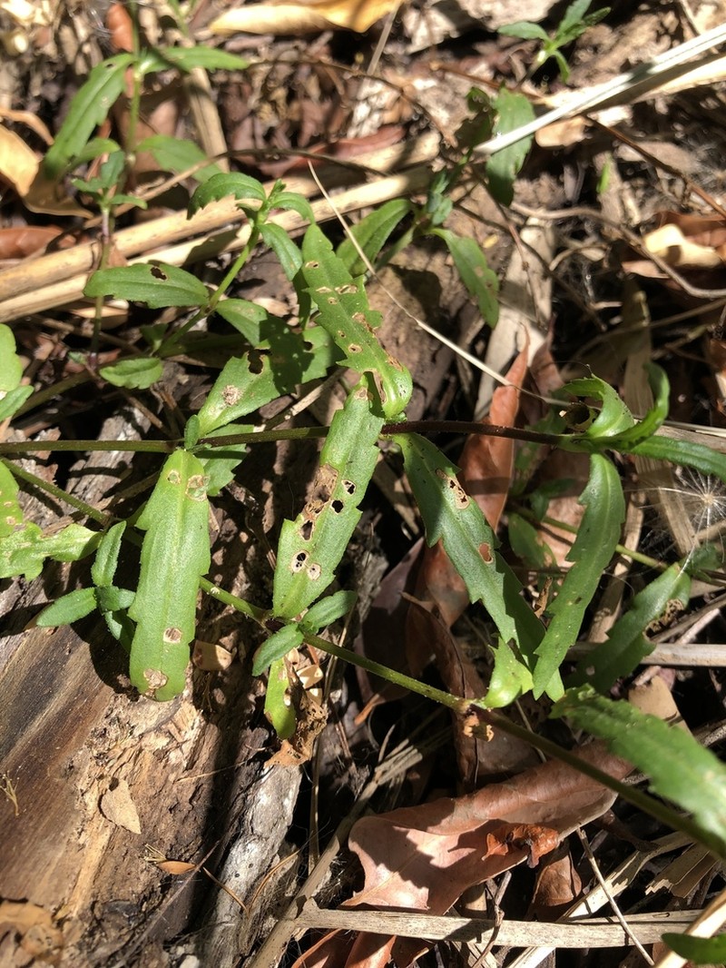 Enydra woollsii photo 6
