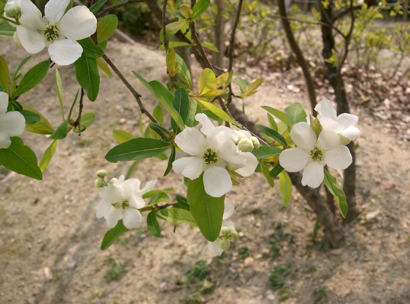 Common Pearlbrush