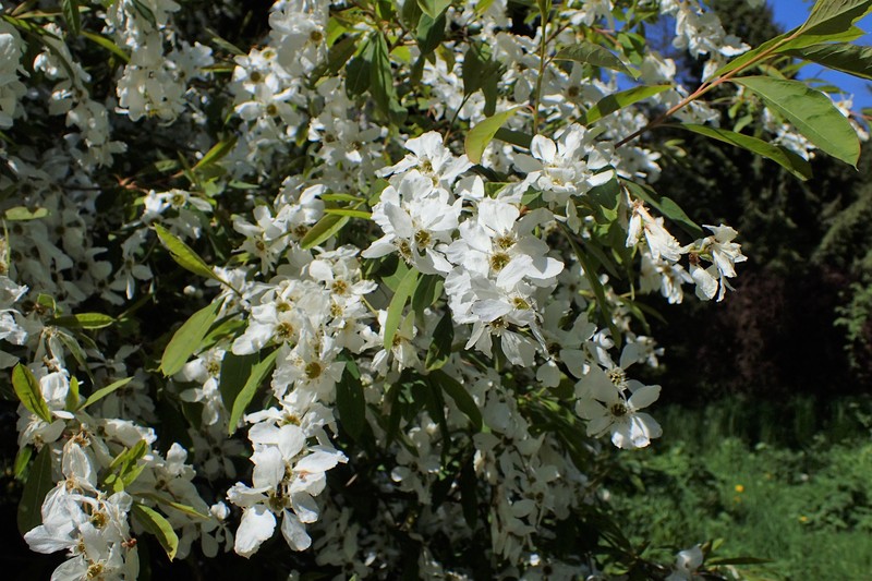 Common Pearlbrush photo 2