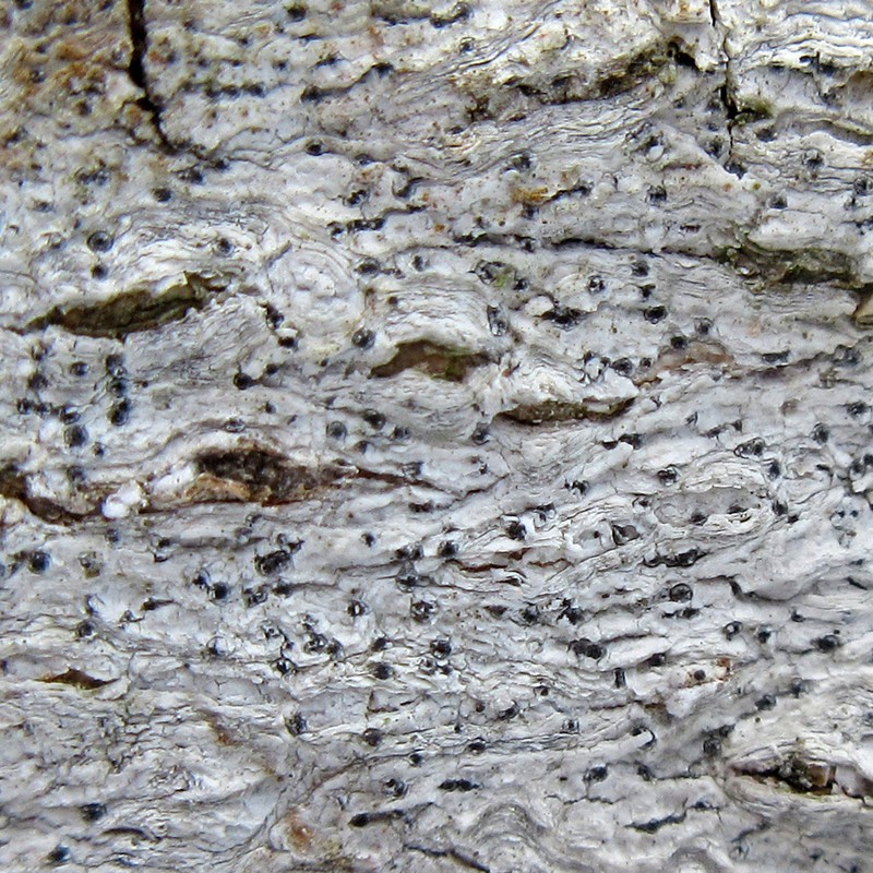 Eopyrenula intermedia