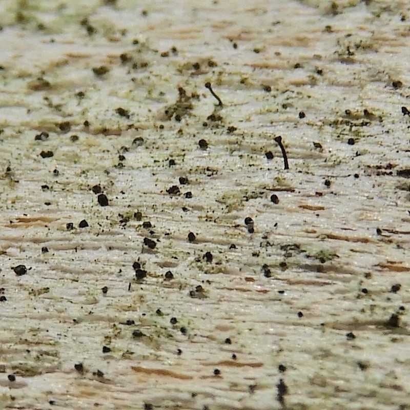 Eopyrenula intermedia photo 2
