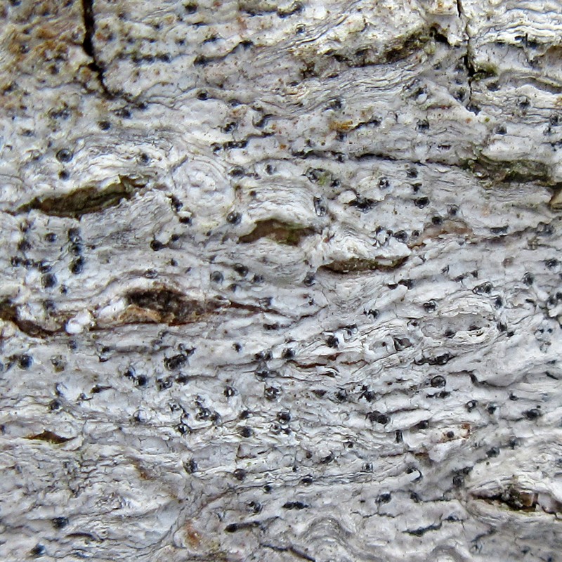 Eopyrenula intermedia photo 3