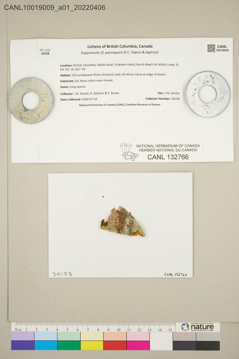 Eopyrenula parvispora
