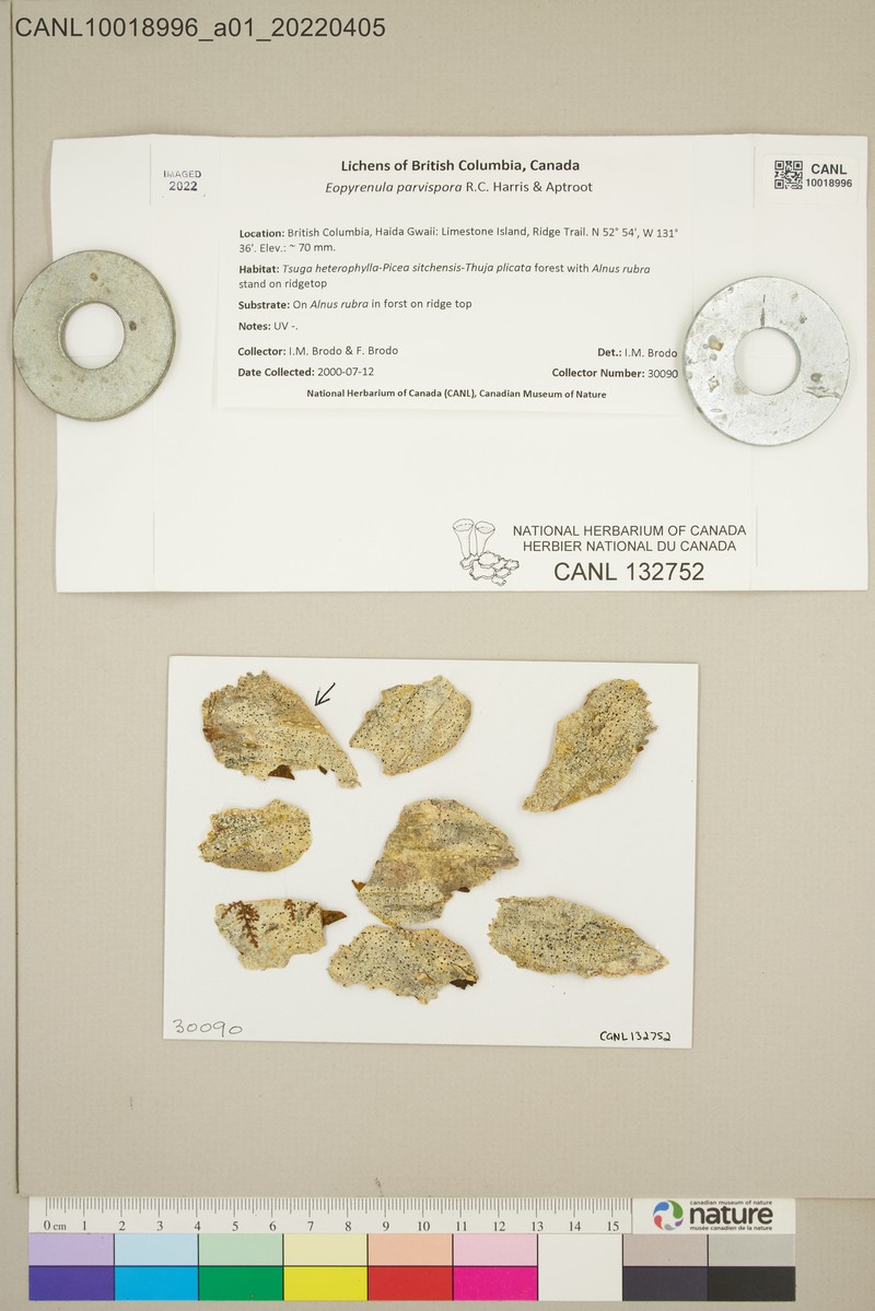 Eopyrenula parvispora photo 2
