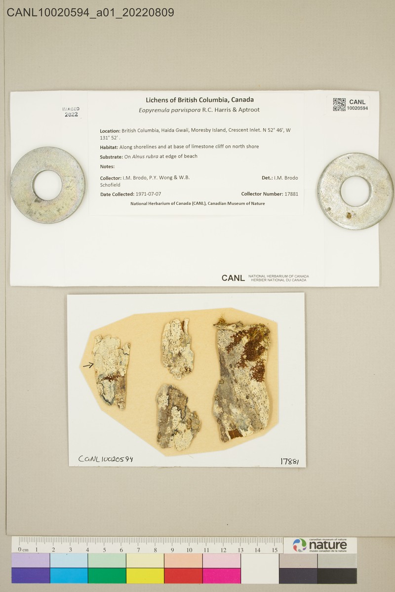 Eopyrenula parvispora photo 6