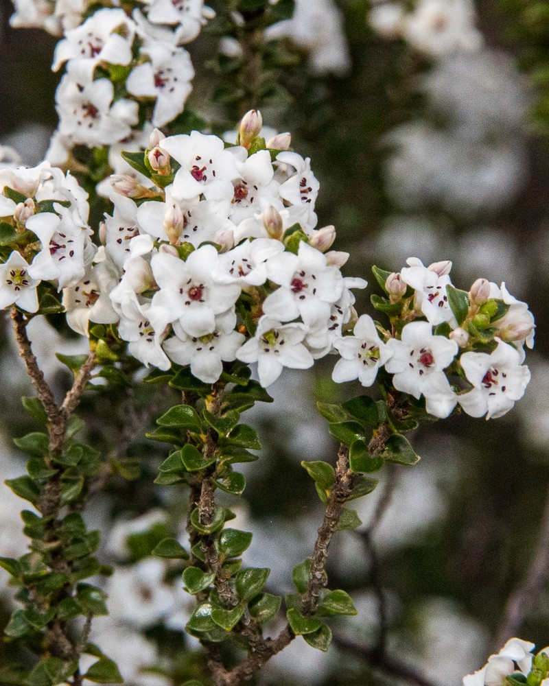Epacris browniae