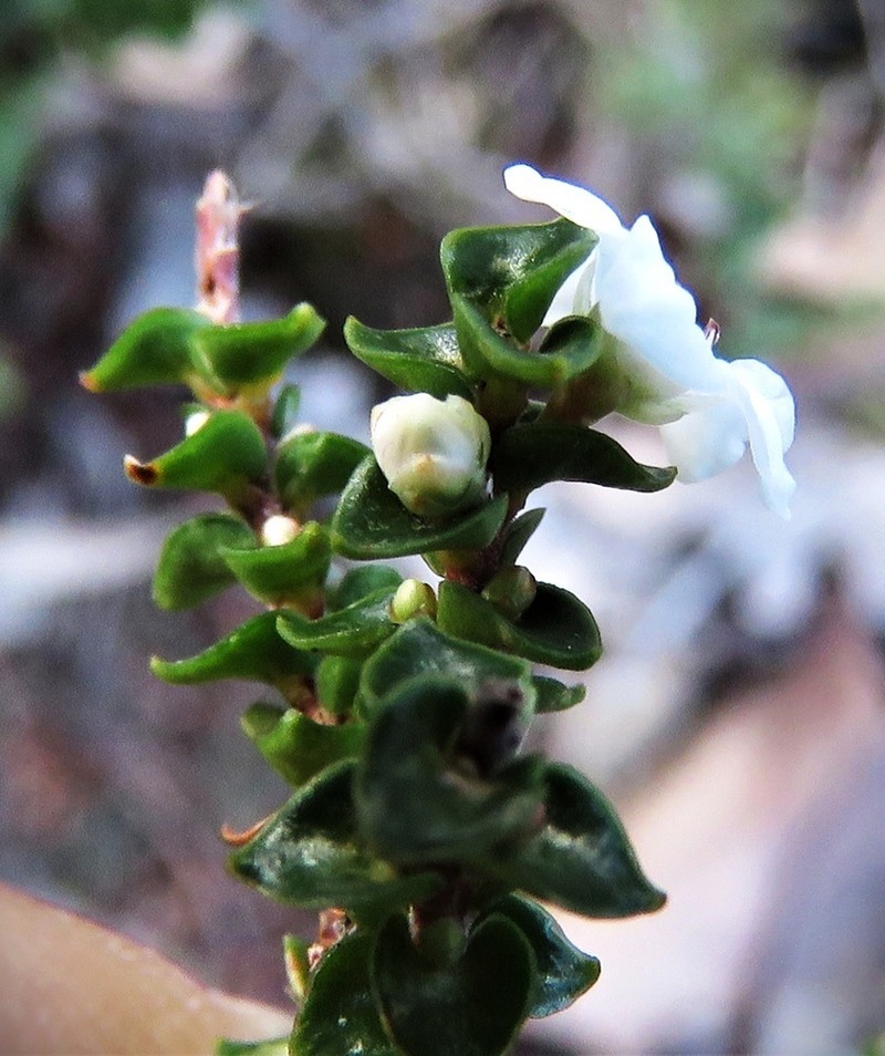 Epacris browniae photo 2