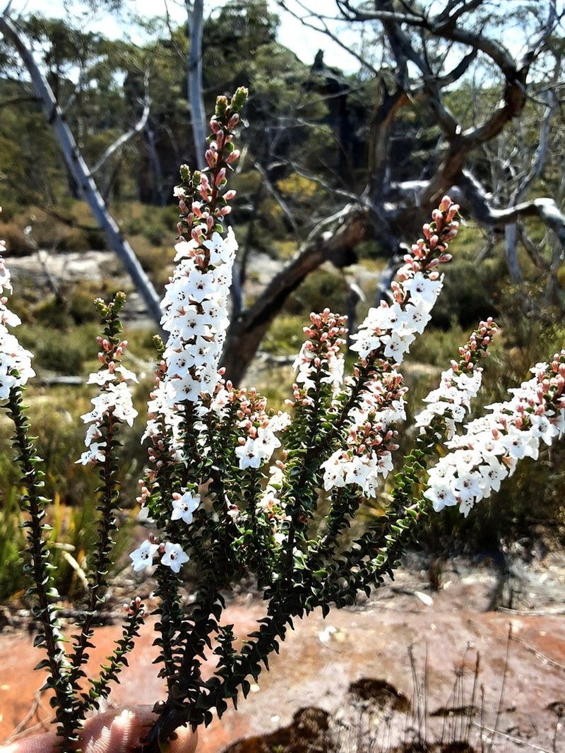 Epacris browniae photo 3