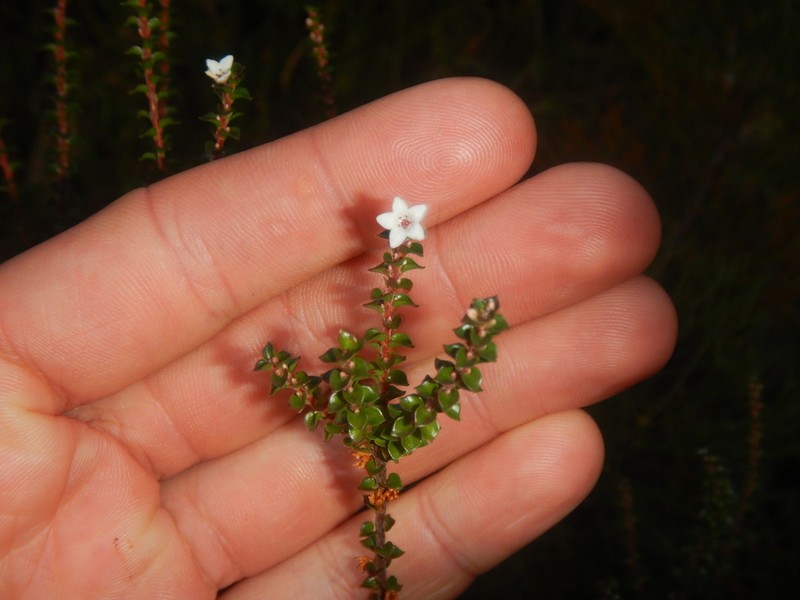 Epacris browniae photo 4