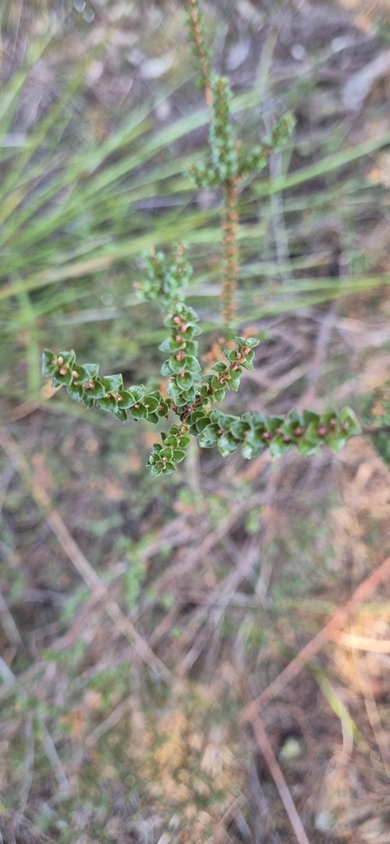 Epacris browniae photo 5