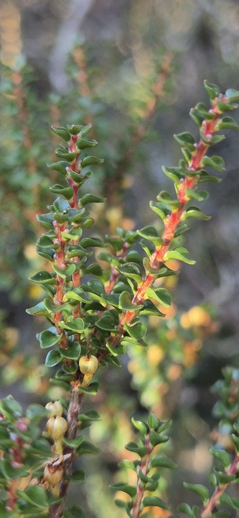 Epacris browniae photo 6