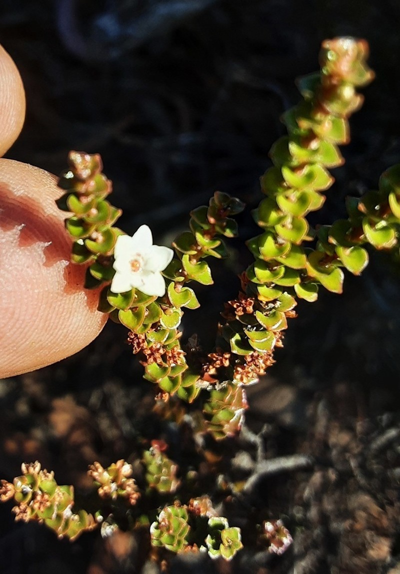 Epacris browniae photo 7