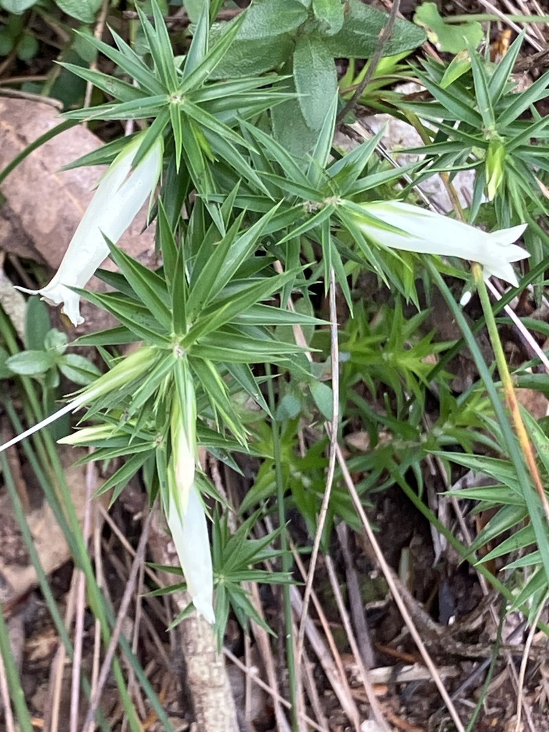 Epacris calvertiana var. calvertiana