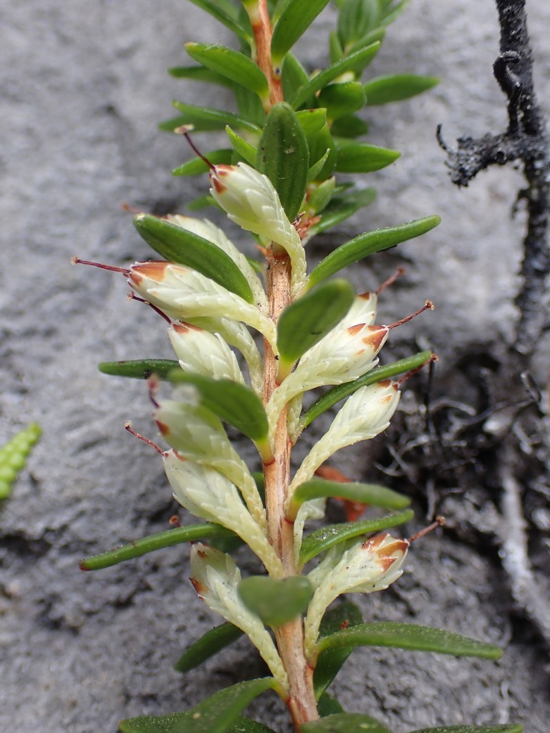 Epacris crassifolia subsp. crassifolia