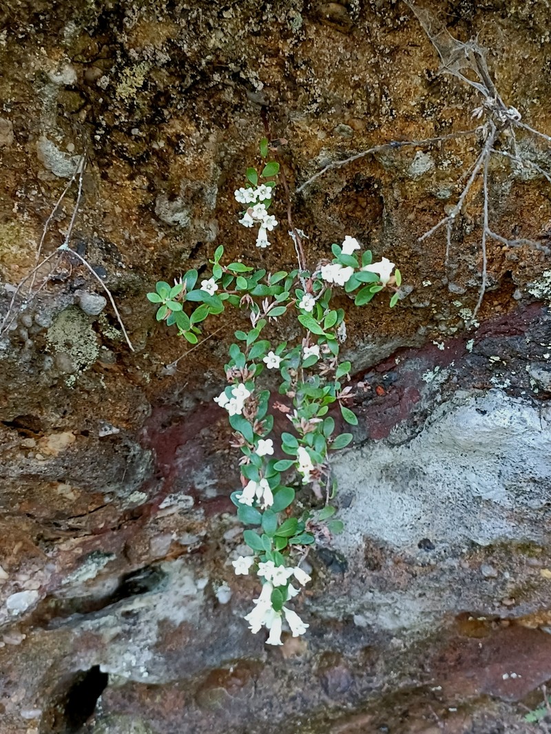 Epacris crassifolia subsp. crassifolia photo 2