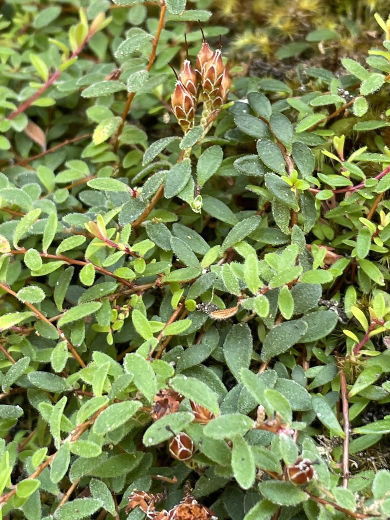 Epacris crassifolia subsp. crassifolia photo 3