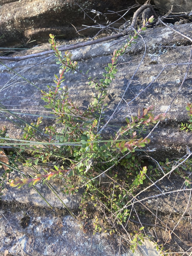 Epacris crassifolia subsp. crassifolia photo 4