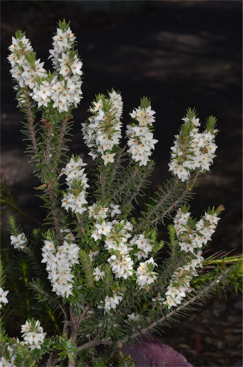 Epacris decumbens