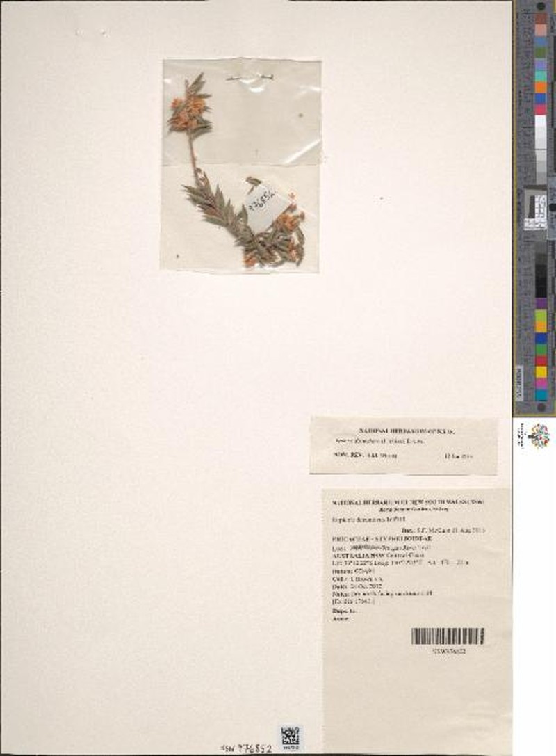 Epacris decumbens photo 2