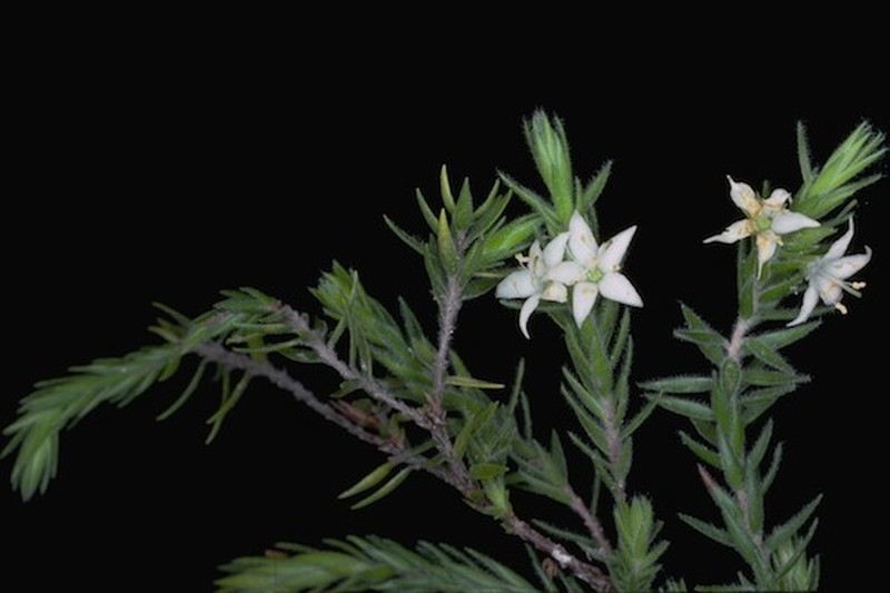 Epacris gnidioides