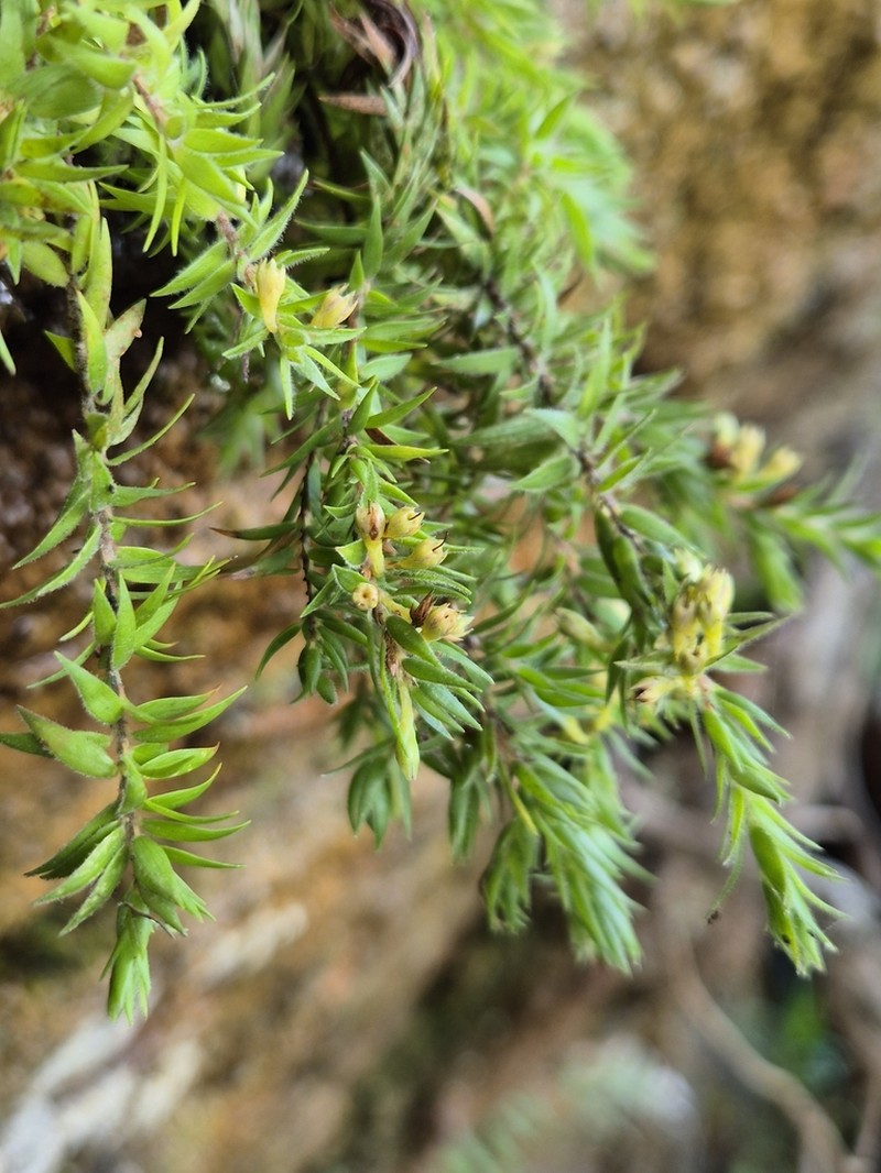 Epacris gnidioides photo 2