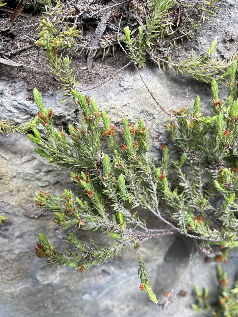 Epacris gnidioides photo 3